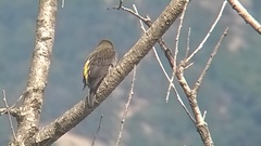 Indicator xanthonotus