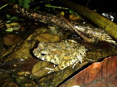 Sclerophrys latifrons
