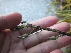 Uroleucon formosanum