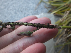 Uroleucon formosanum