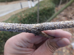 Pseudaulacaspis pentagona
