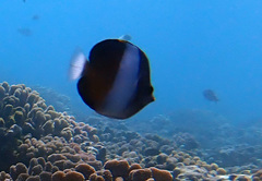 Hemitaurichthys zoster