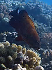 Cephalopholis nigripinnis