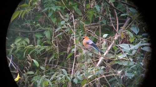 Rotkopfgimpel (Pyrrhula erythrocephala)