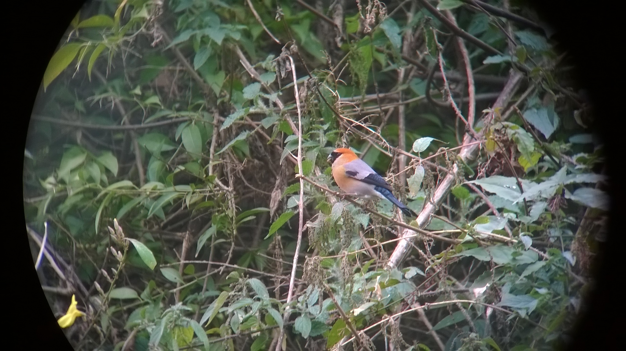 Red-headed Bullfinch (Pyrrhula erythrocephala)