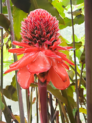 Etlingera elatior