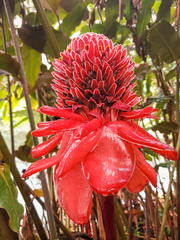 Etlingera elatior