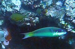 Thalassoma