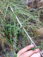 Adenocarpus complicatus