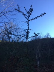 Adenocarpus complicatus