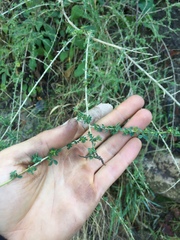 Adenocarpus complicatus