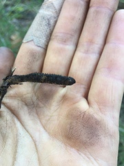 Adenocarpus complicatus