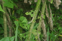 Anolis bahorucoensis