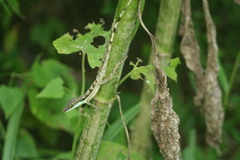 Anolis bahorucoensis