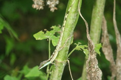 Anolis bahorucoensis