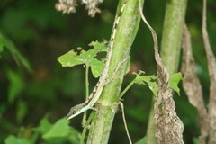 Anolis bahorucoensis