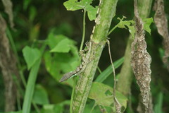 Anolis bahorucoensis