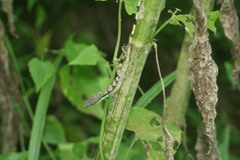 Anolis bahorucoensis