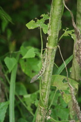 Anolis bahorucoensis