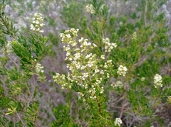 Mortonia greggii