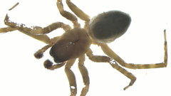 Amaurobius erberi