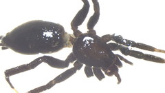Zelotes egregioides