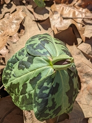 Trillium ludovicianum