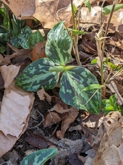 Trillium ludovicianum