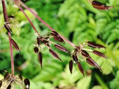 Chaerophyllum villarsii