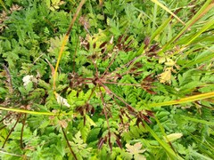 Chaerophyllum villarsii