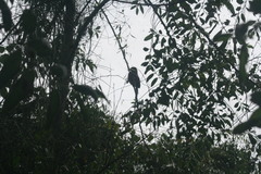 Priotelus roseigaster