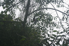 Priotelus roseigaster