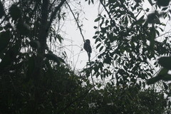 Priotelus roseigaster