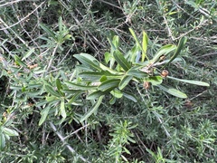 Forestiera angustifolia