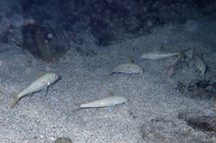 Mulloidichthys flavolineatus