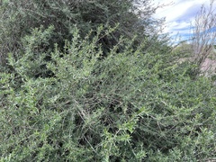 Forestiera angustifolia