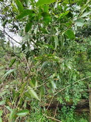 Maytenus peduncularis