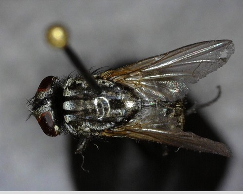 iNaturalist observation photo of Musca