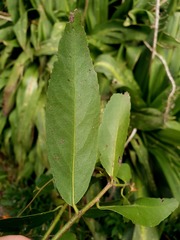 Maytenus peduncularis