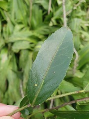 Maytenus peduncularis