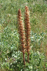 Orobanche amethystea image