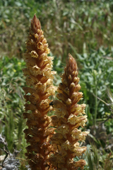 Orobanche amethystea image