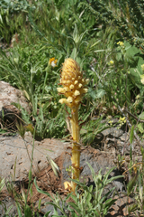 Orobanche amethystea amethystea