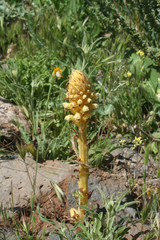 Orobanche amethystea amethystea