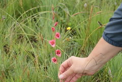 Gladiolus crassifolius