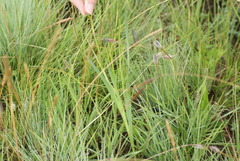 Gladiolus crassifolius