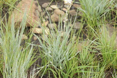 Chlorophytum transvaalense