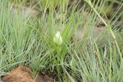 Colchicum striatum