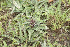 Eucomis vandermerwei