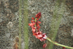 Indigofera dimidiata